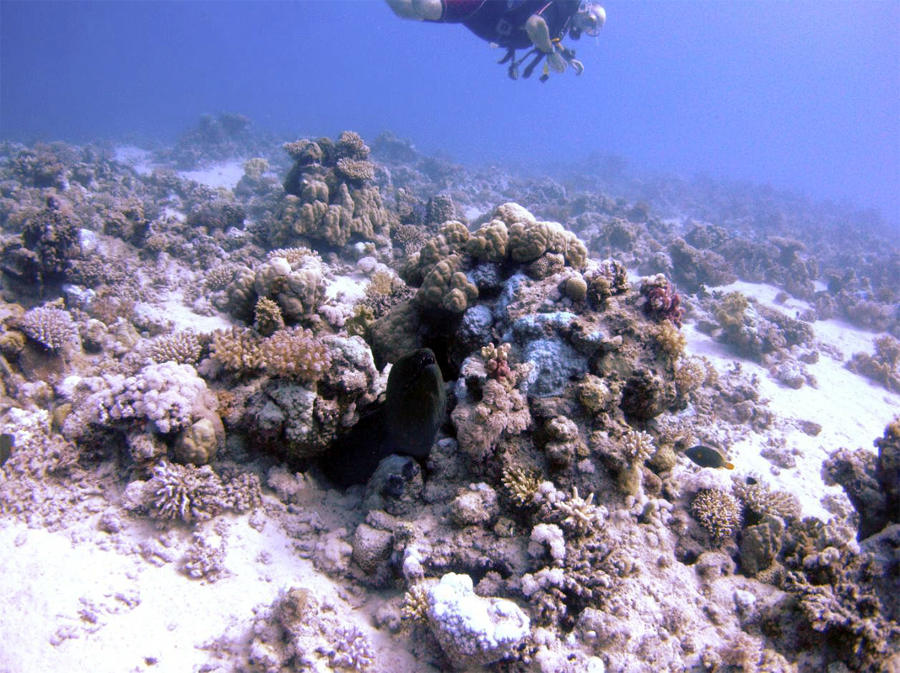 Moray