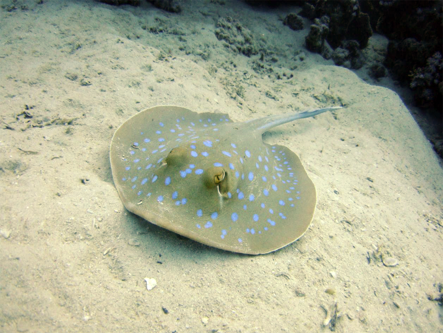 Ray