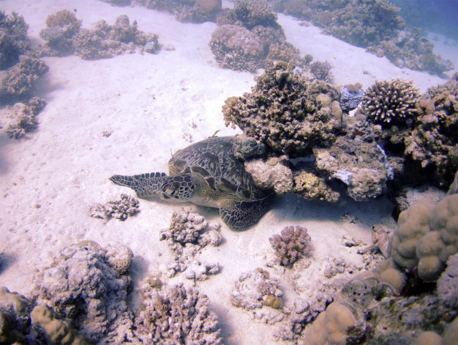 Turtle