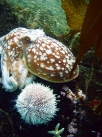 little cuttle