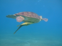 Egypt 2011