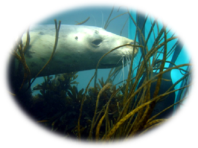 seal