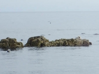 Group of seals