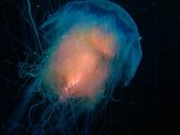 Jelly fish 2