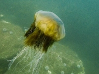 Jelly fish 3