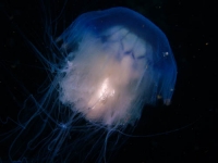 Jelly fish