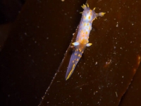 Nudibranch