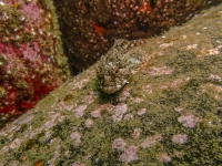 Scorpion fish