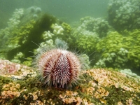 Sea urchin