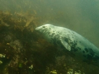 Seal 2
