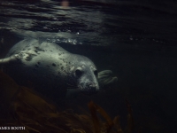 James_Booth-GFUK-Seal-2-JPG-Large