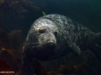 James_Booth-GFUK-Seal-3-JPG-Large