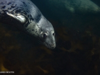 James_Booth-GFUK-Seal-9-JPG-Large