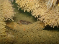 butterfish