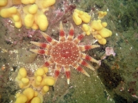 star
