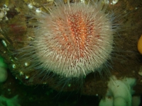 urchin